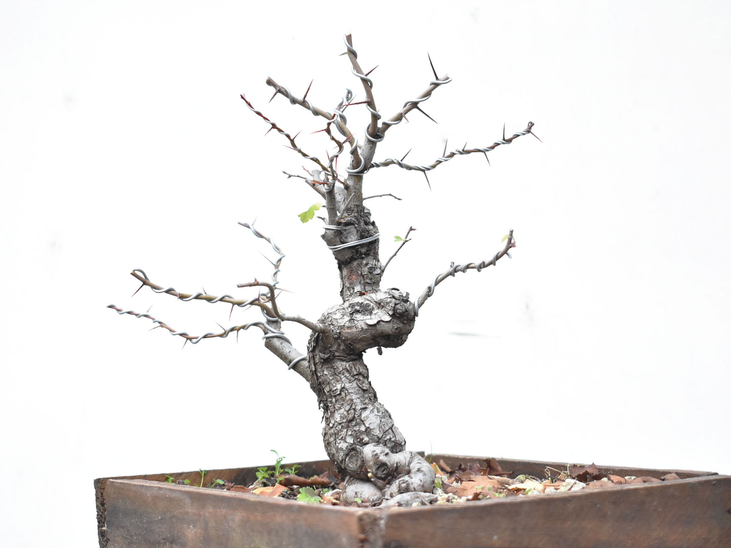 CRATAEGUS (Crataegus Phaenophylum)