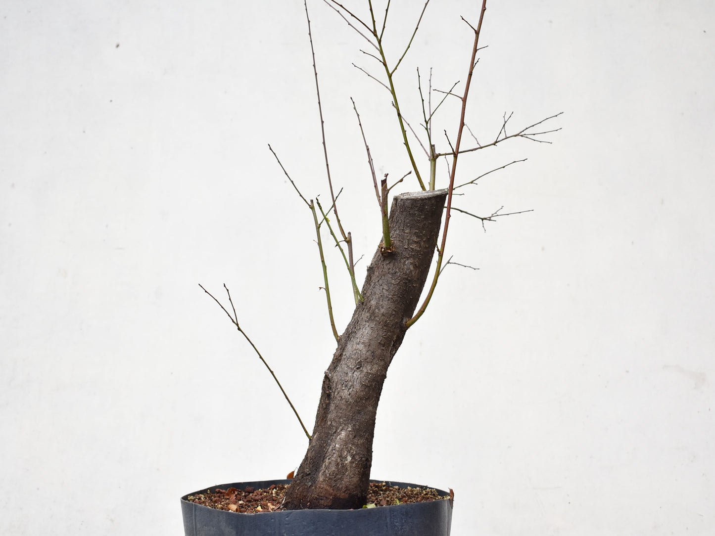 CIRUELO SILVESTRE (Prunus Cerasifera)