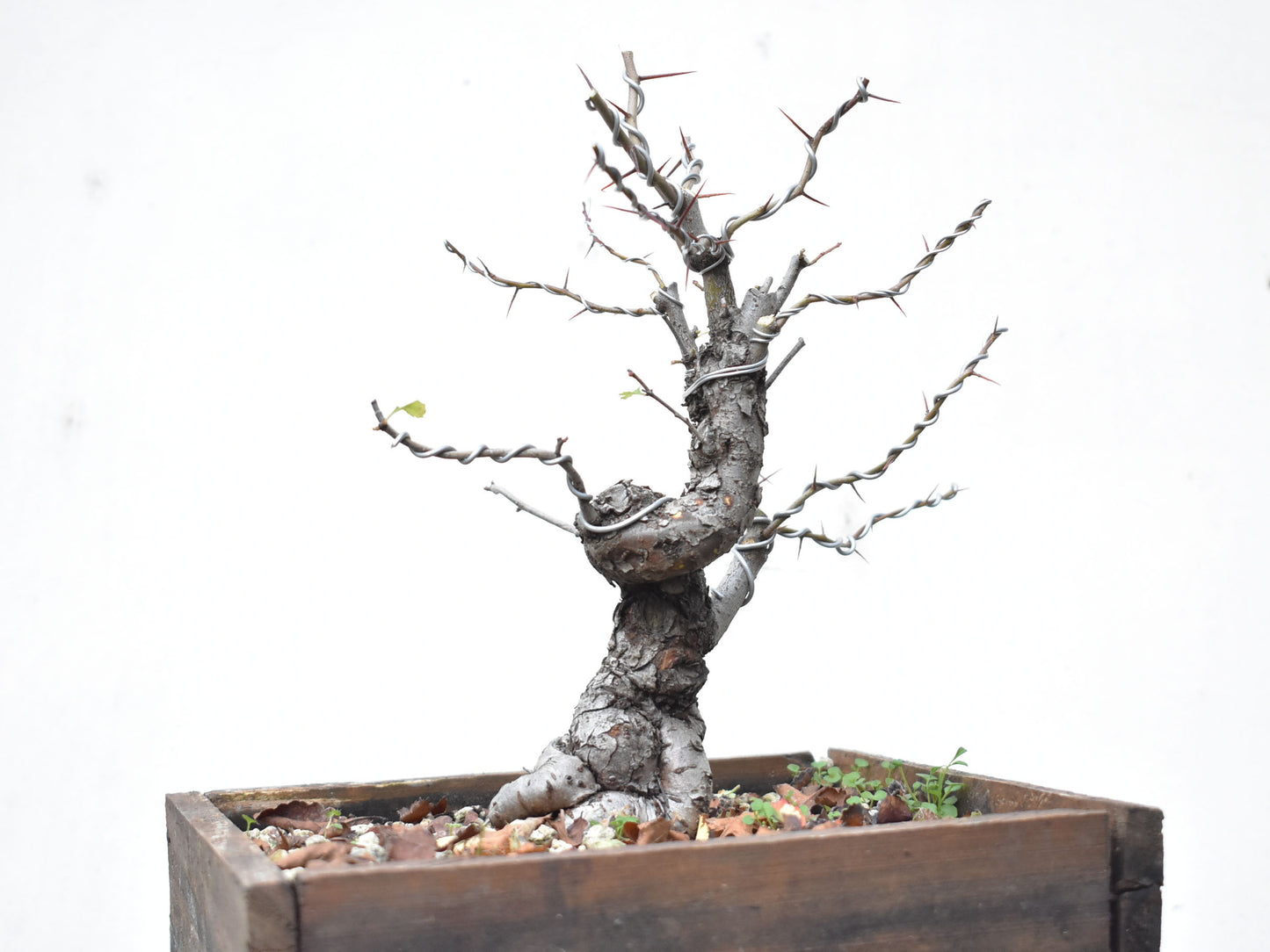 CRATAEGUS (Crataegus Phaenophylum)