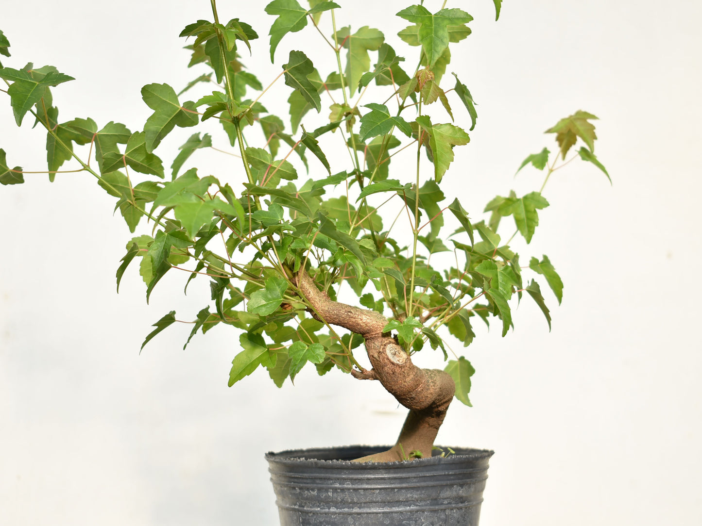 KAEDE (Arce Buergerianum)