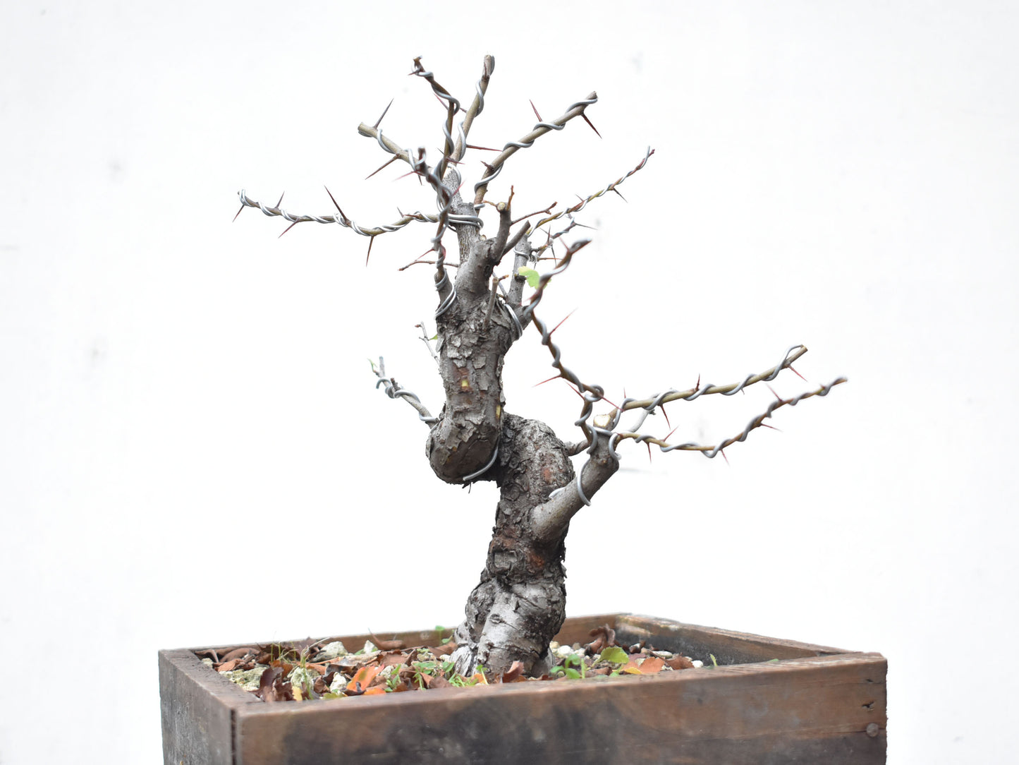 CRATAEGUS (Crataegus Phaenophylum)