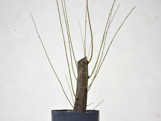 CIRUELO SILVESTRE (Prunus Cerasifera)