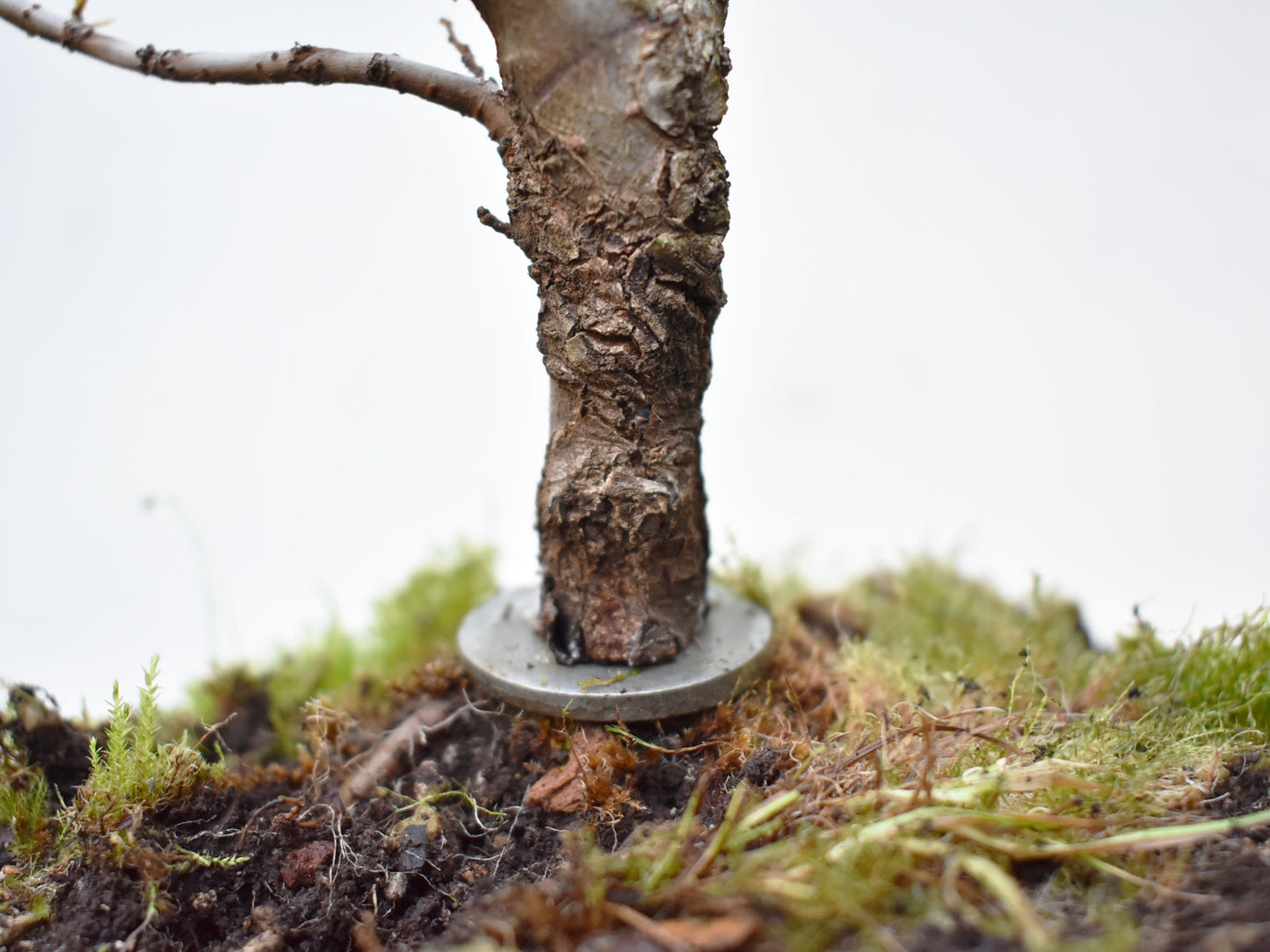 OLMO CHINO (Ulmus Parvifolia)