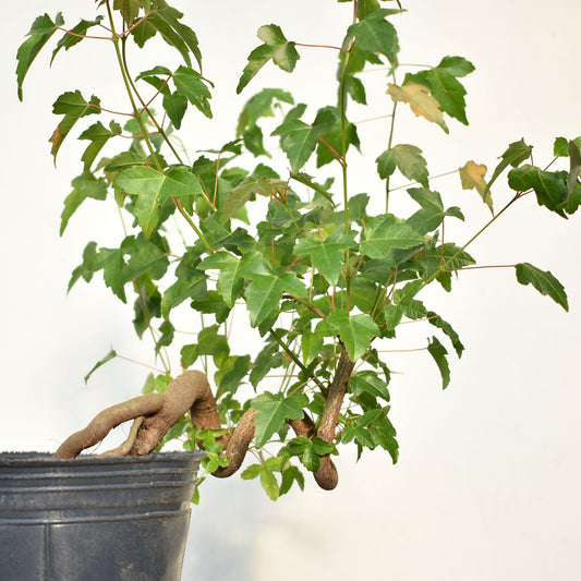 KAEDE (Arce Buergerianum)