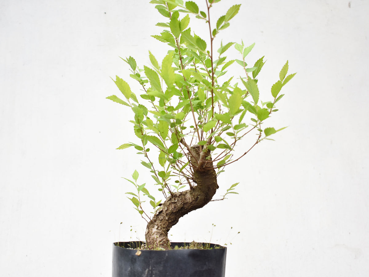 OLMO (Ulmus Minor)