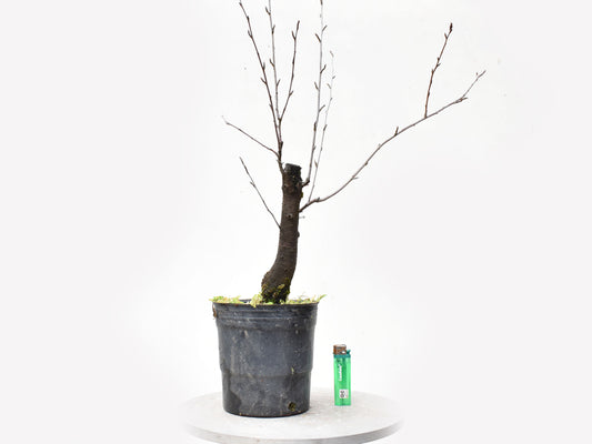 ENDRINO (Prunus Spinosa)
