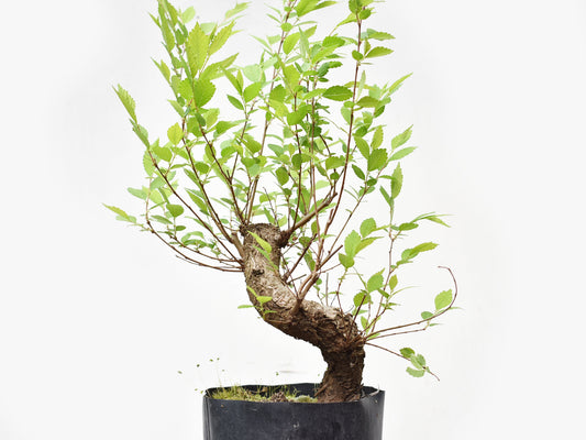 OLMO (Ulmus Minor)