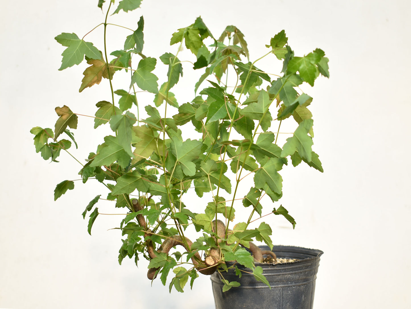 KAEDE (Arce Buergerianum)