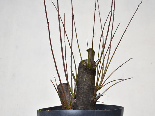 CIRUELO SILVESTRE (Prunus Cerasifera)