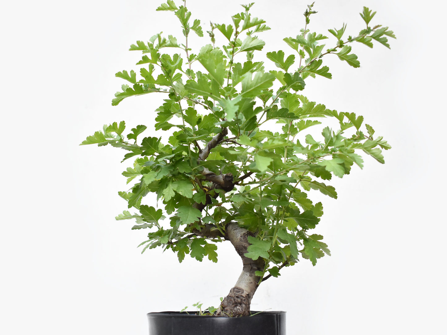 ESPINO BLANCO (Crataegus Monogyna)