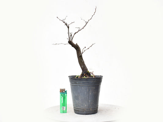 ENDRINO (Prunus Spinosa)