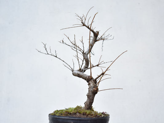 OLMO CHINO (Ulmus Parvifolia)