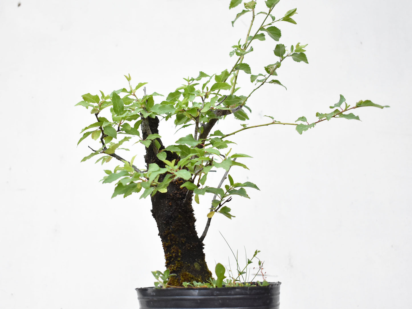 ENDRINO (Prunus Spinosa)