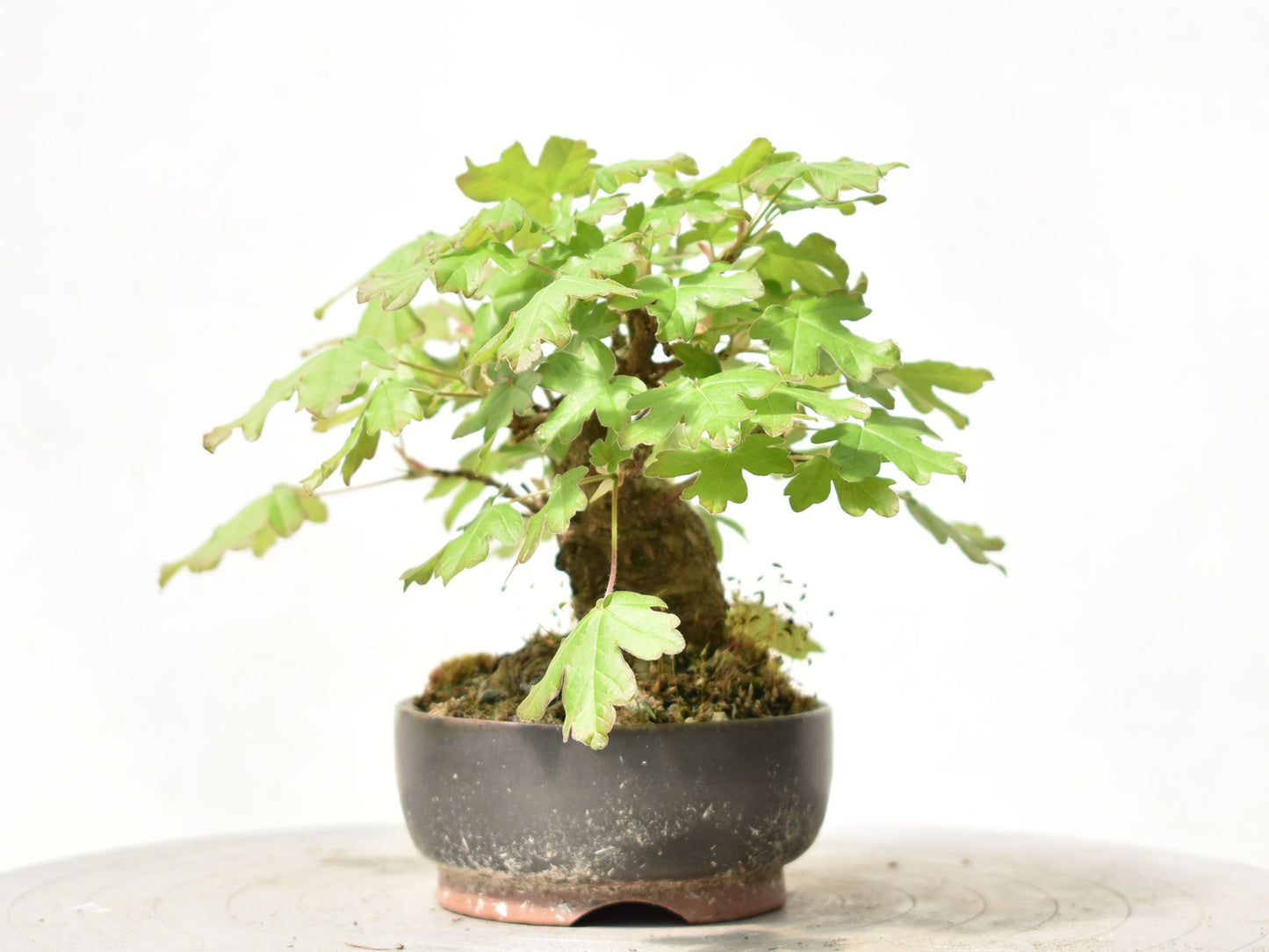 ARCE CAMPESTRE (Acer Campestris)