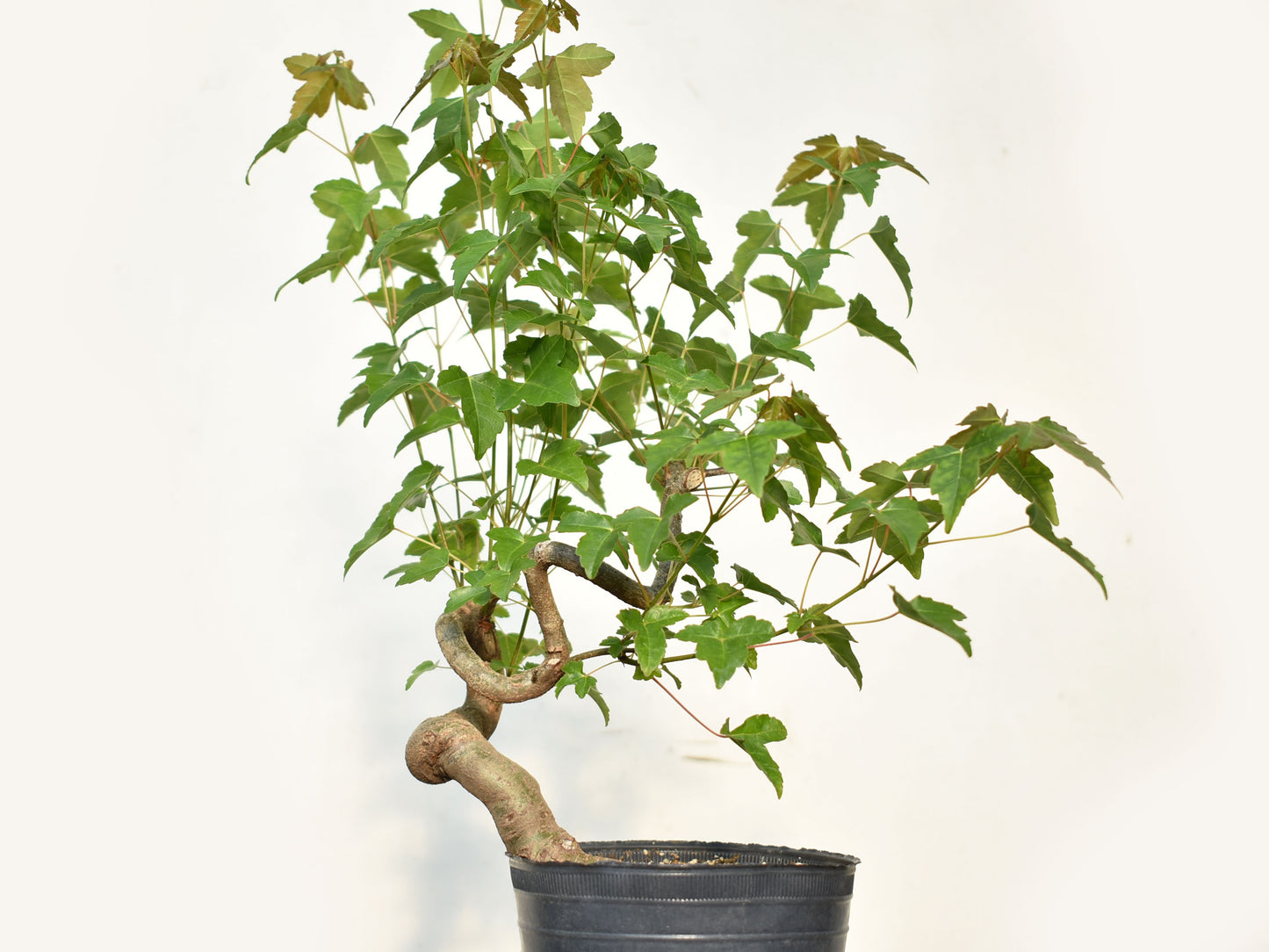 KAEDE (Arce Buergerianum)