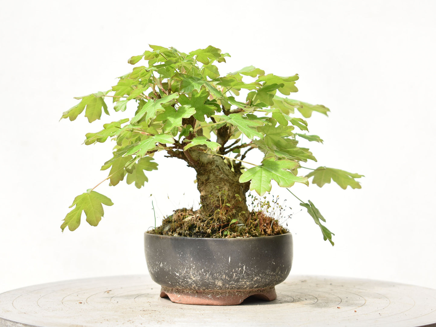 ARCE CAMPESTRE (Acer Campestris)