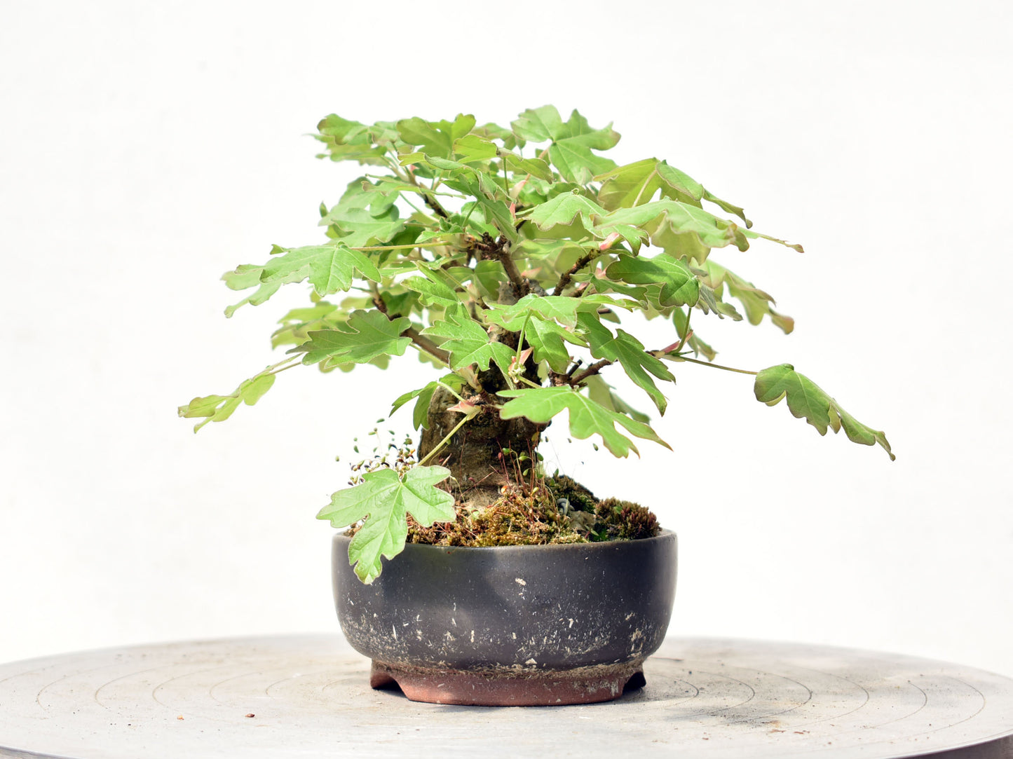 ARCE CAMPESTRE (Acer Campestris)