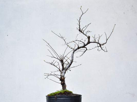 OLMO CHINO (Ulmus Parvifolia)