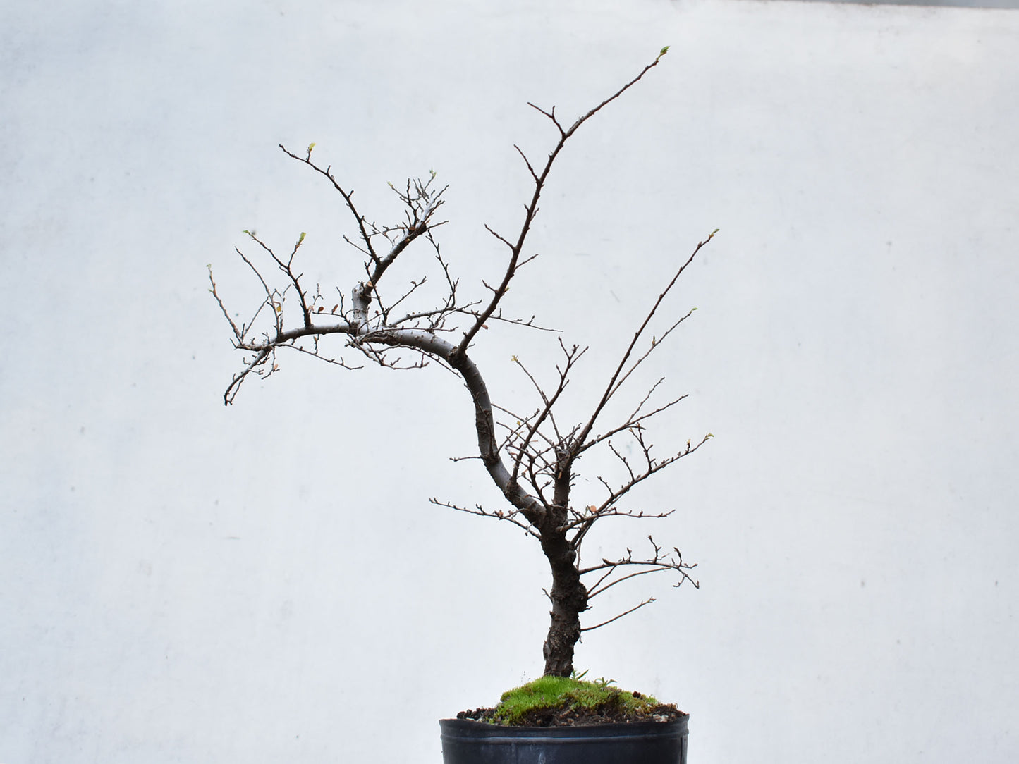 OLMO CHINO (Ulmus Parvifolia)