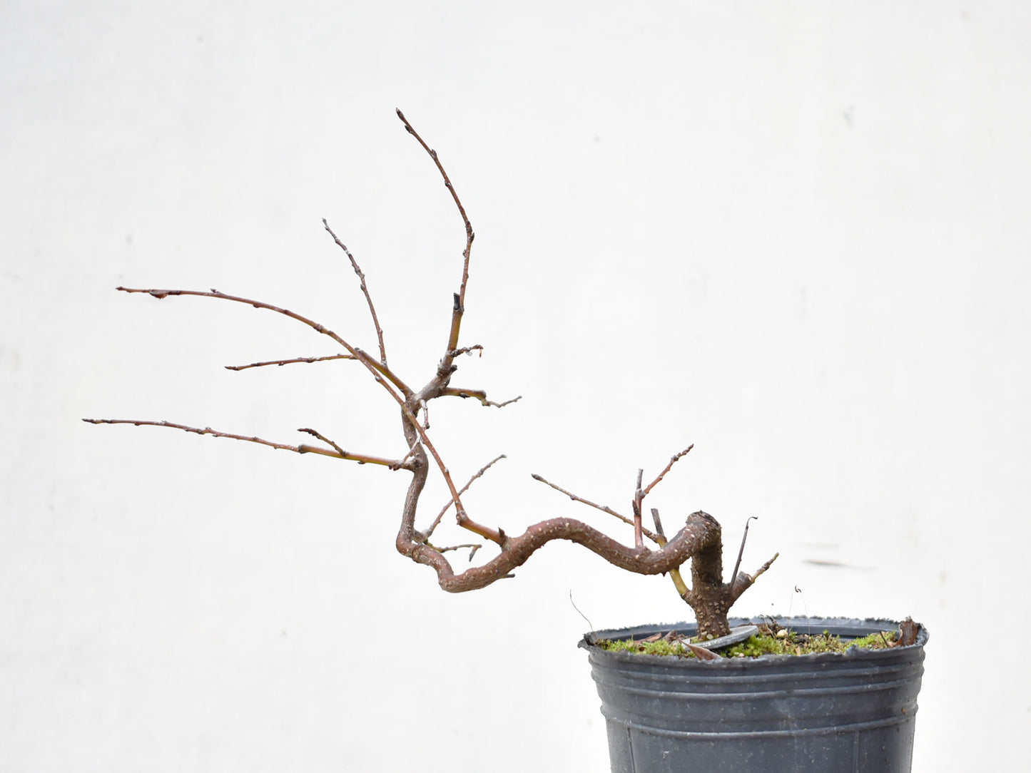 ENDRINO (Prunus Spinosa)