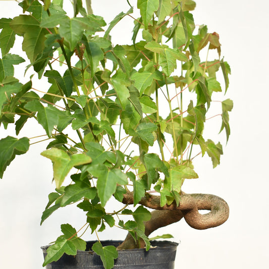 KAEDE (Arce Buergerianum)