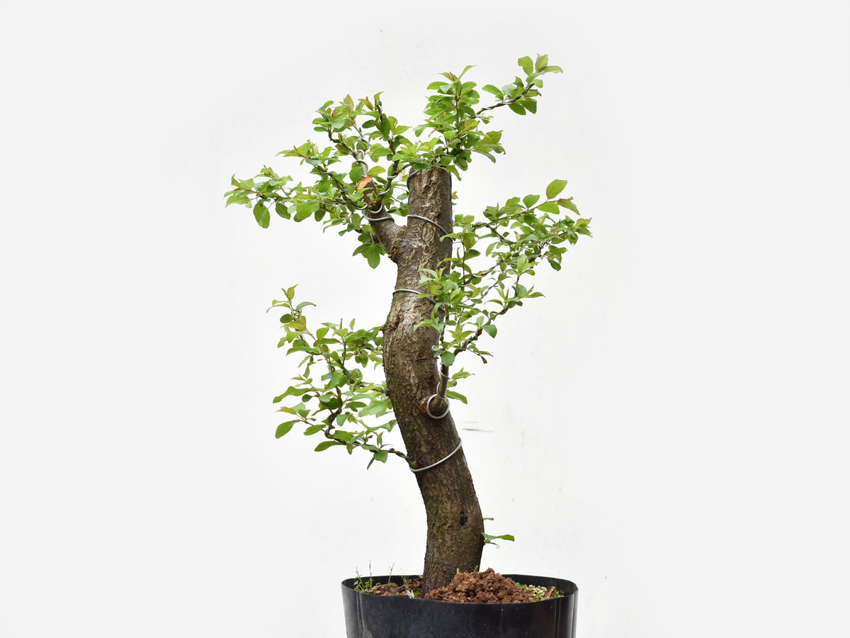CIRUELO SILVESTRE (Prunus Cerasfera)