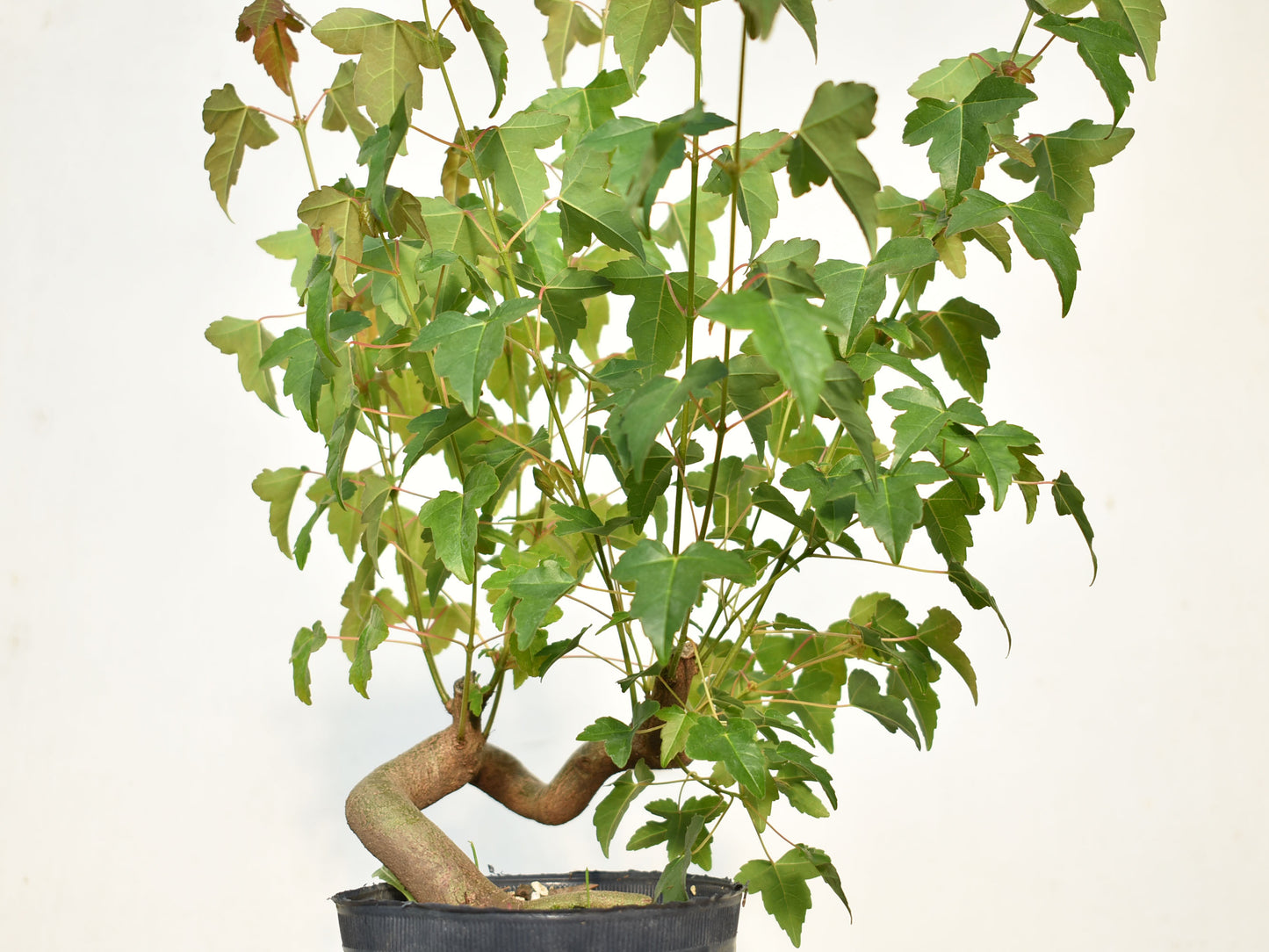 KAEDE (Arce Buergerianum)