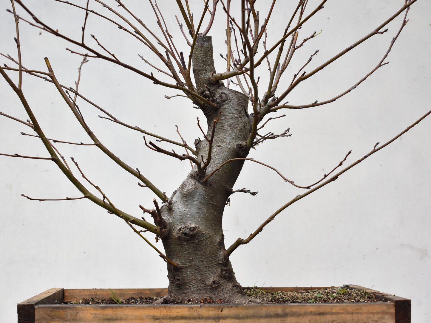 ALISO (Alnus Glutinosa)