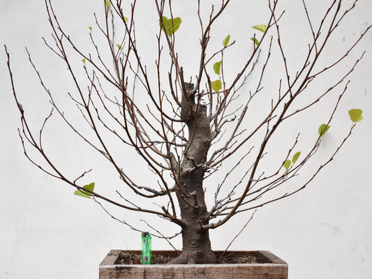 ALISO (Alnus Incana)