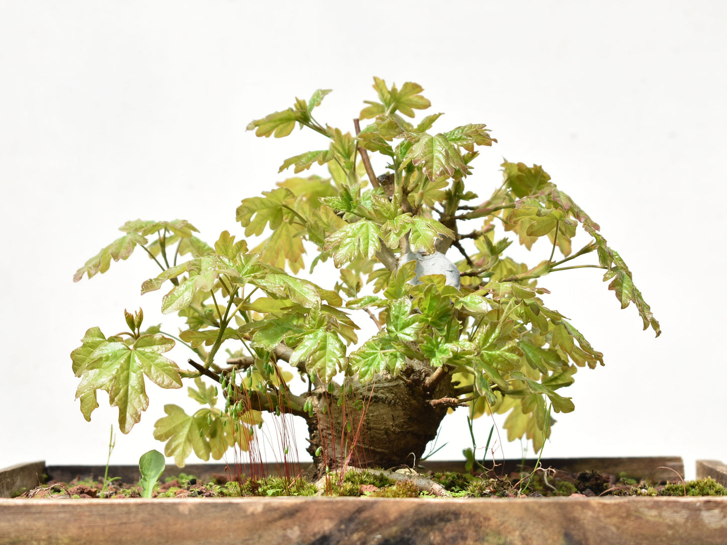 ARCE CAMPESTRE (Acer Campestris)