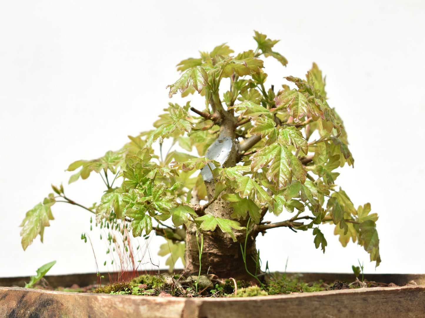 ARCE CAMPESTRE (Acer Campestris)