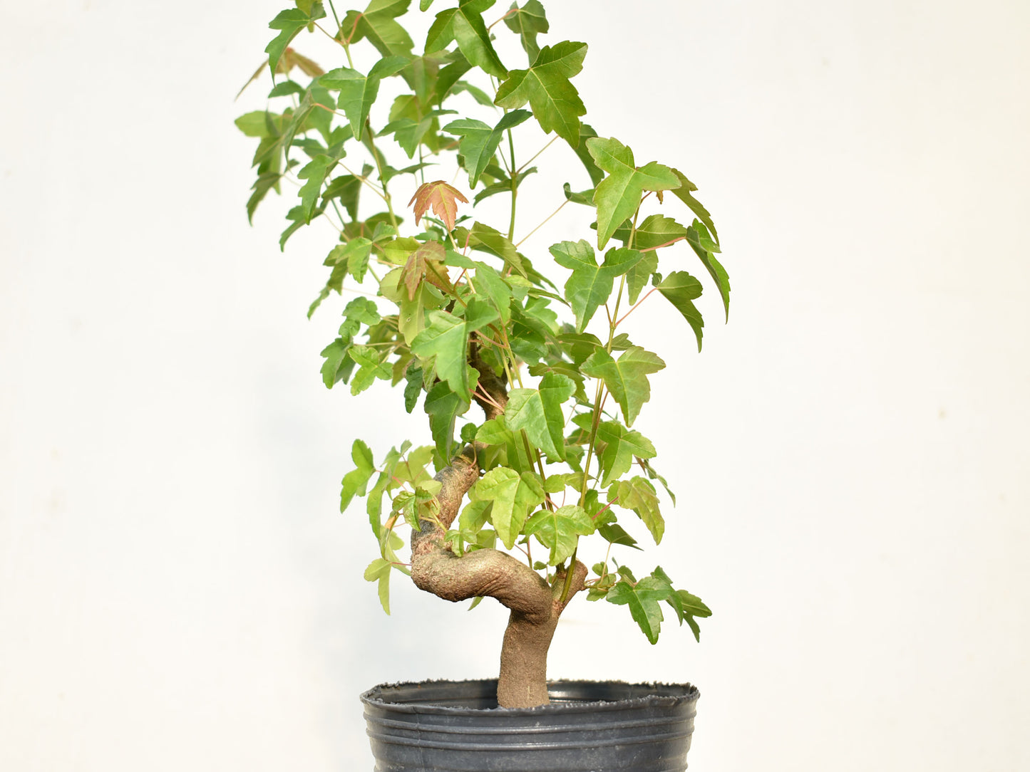 KAEDE (Arce Buergerianum)