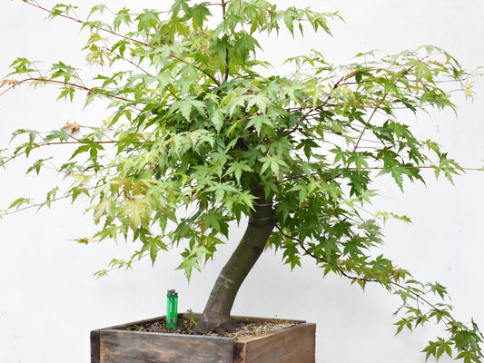 MOMIJI (Acer palmatum)