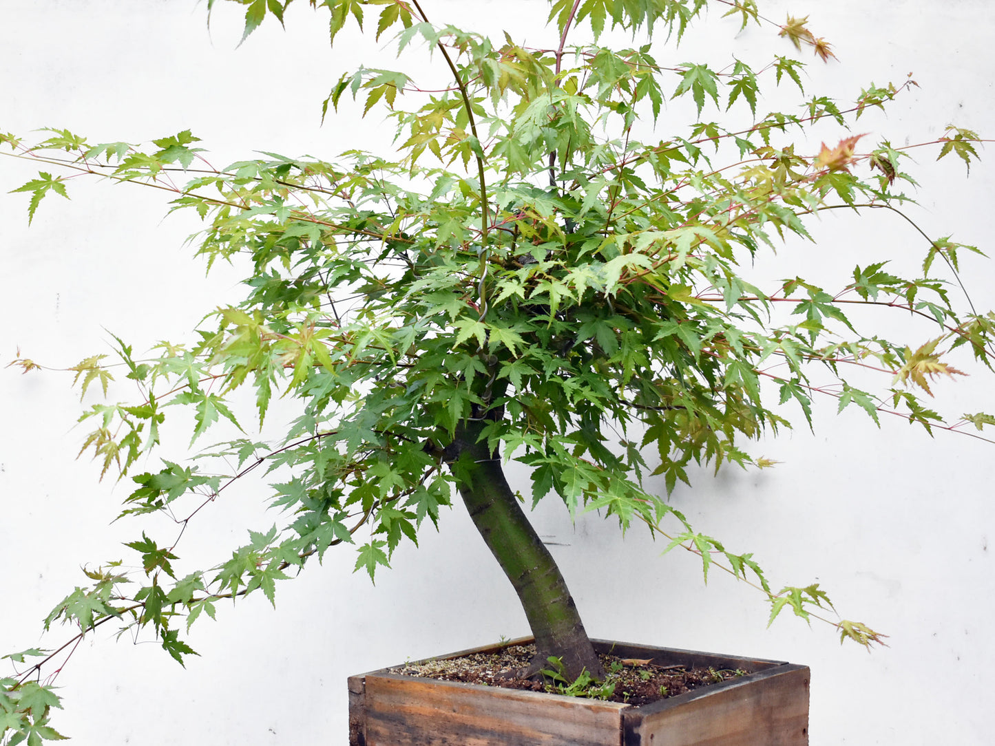MOMIJI (Acer palmatum)