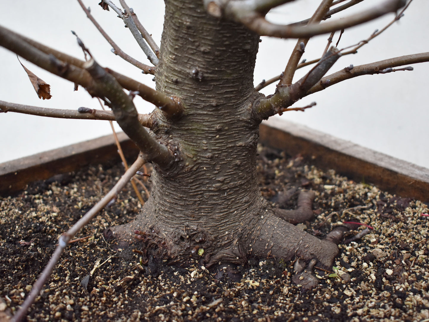 ALISO (Alnus Incana)