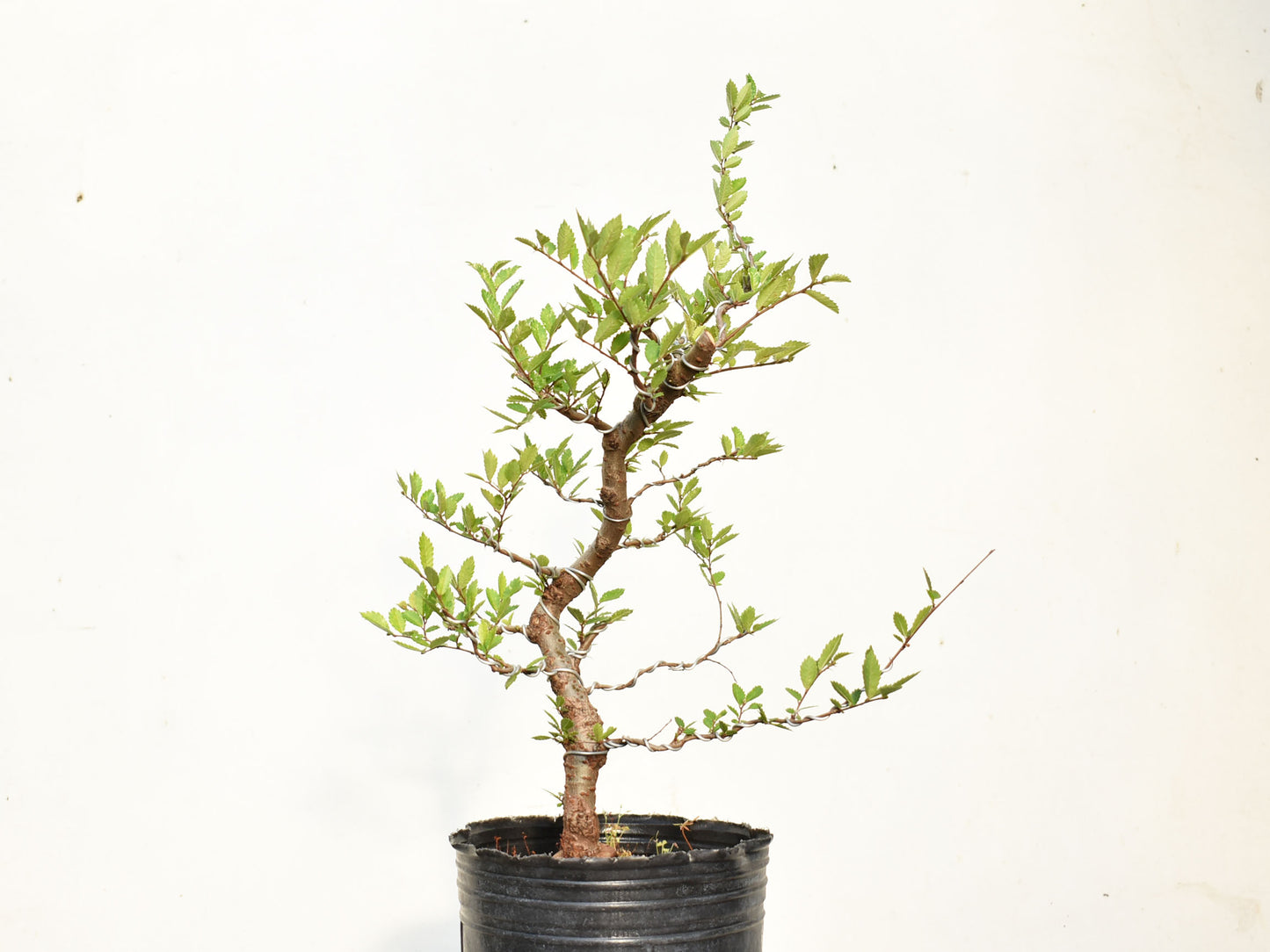 OLMO CHINO (Ulmus Parvifolia)