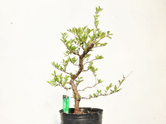 OLMO CHINO (Ulmus Parvifolia)