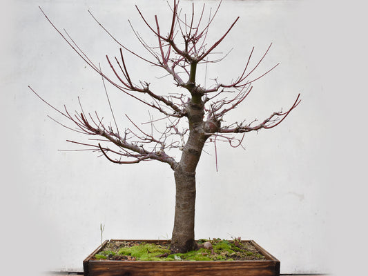 ARCE JAPONES (Acer Palmatum)