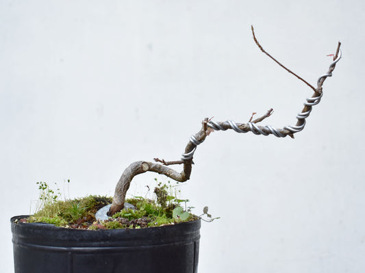 KAEDE (Arce Buergerianum)