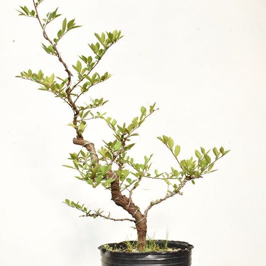 OLMO CHINO (Ulmus Parvifolia)