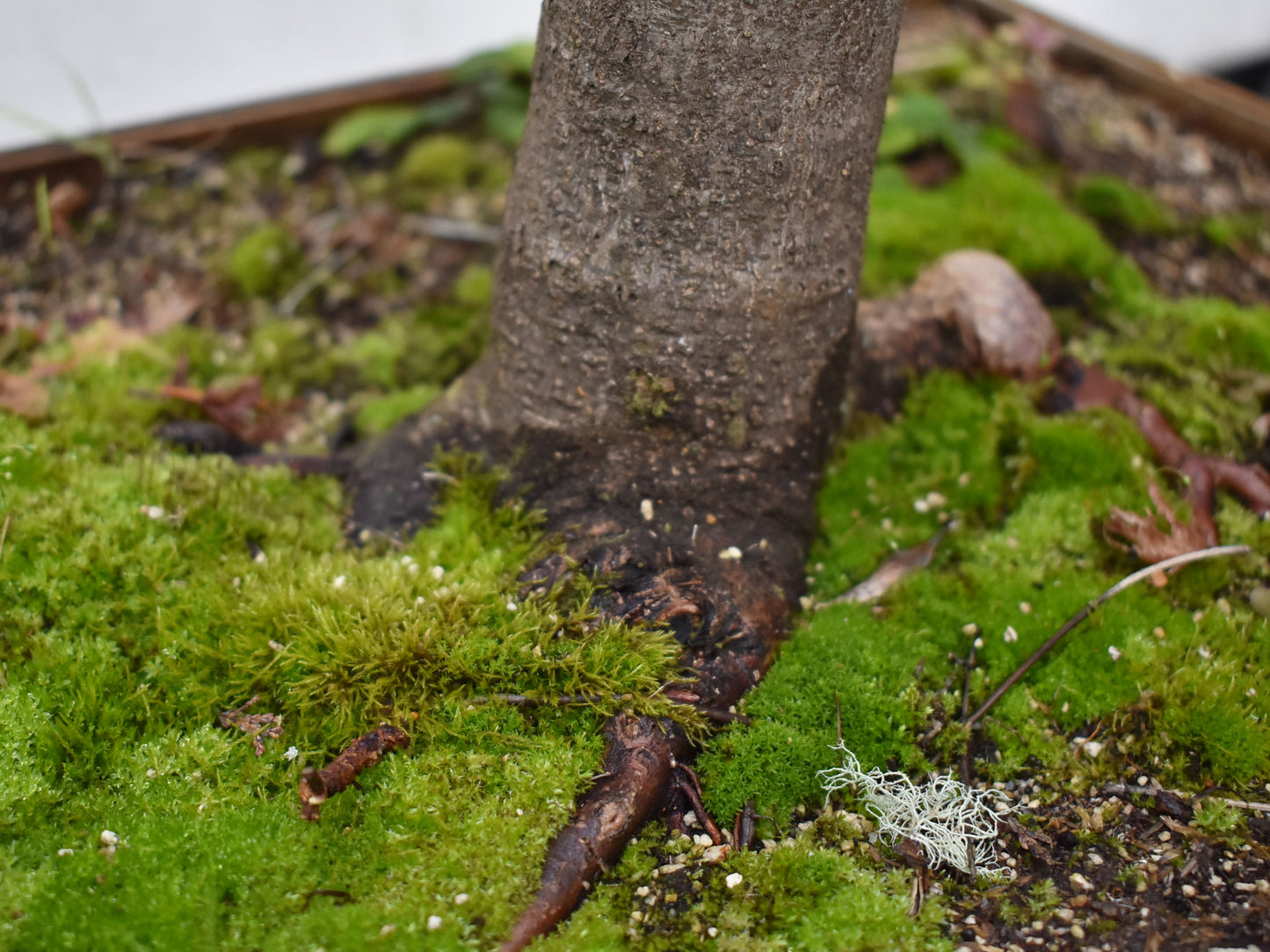 ARCE JAPONES (Acer Palmatum)