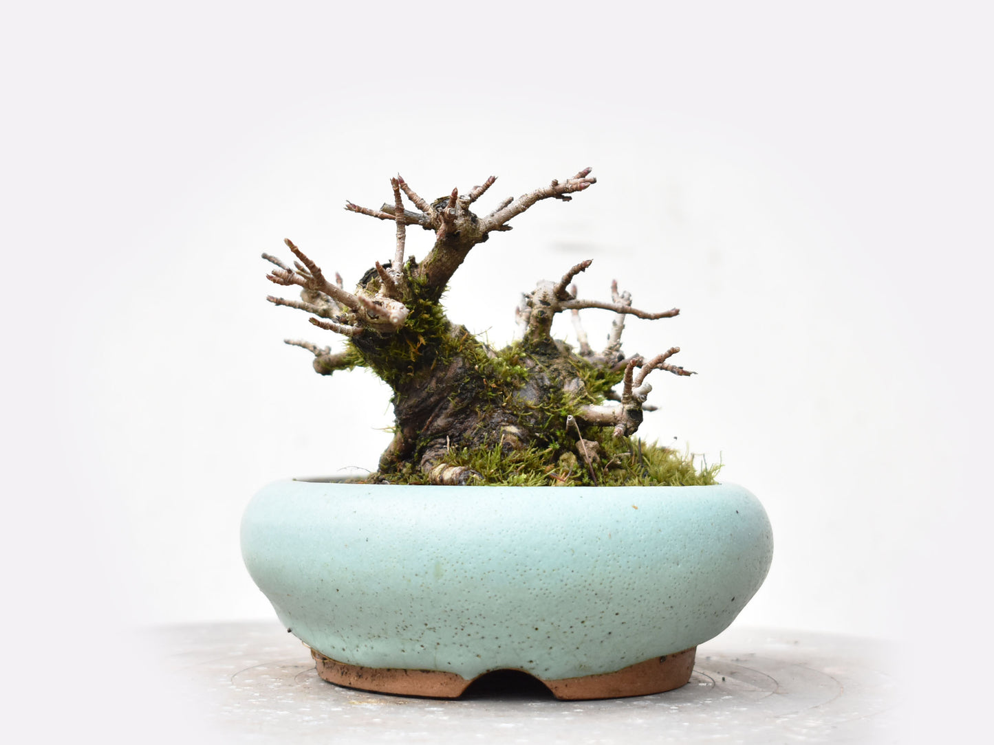 ARCE CAMPESTRE (Acer Campestris)
