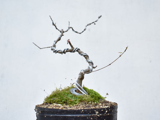 KAEDE (Arce Buergerianum)