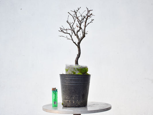 ENDRINO (Prunus Spinosa)