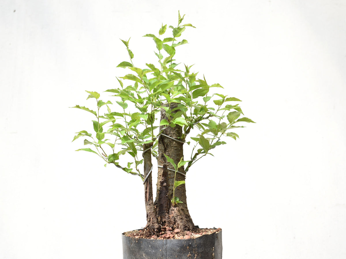 CIRUELO SILVESTRE (Prunus Cerasifera)
