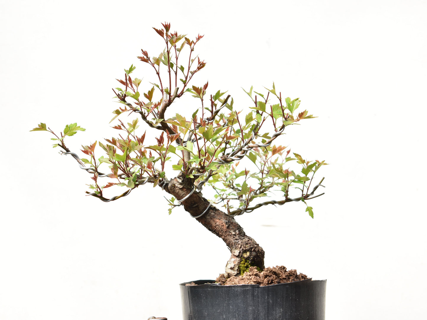 CRATAEGUS (Crataegus Phaenophylum)