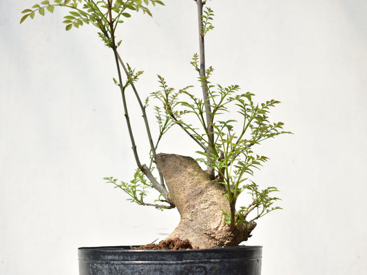 FRESNO MEDITERRANEO (Fraxinus Angustifolia)