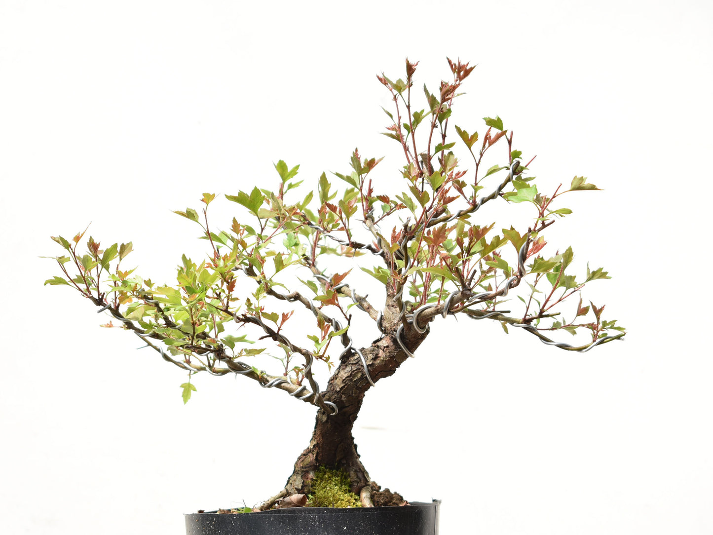 CRATAEGUS (Crataegus Phaenophylum)