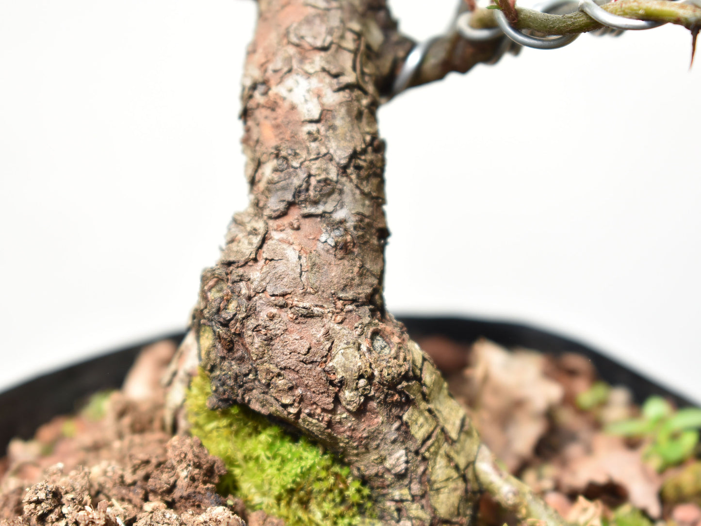 CRATAEGUS (Crataegus Phaenophylum)