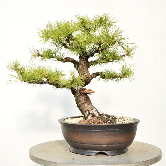 ALERCE EUROPEO (Larix Decidua)